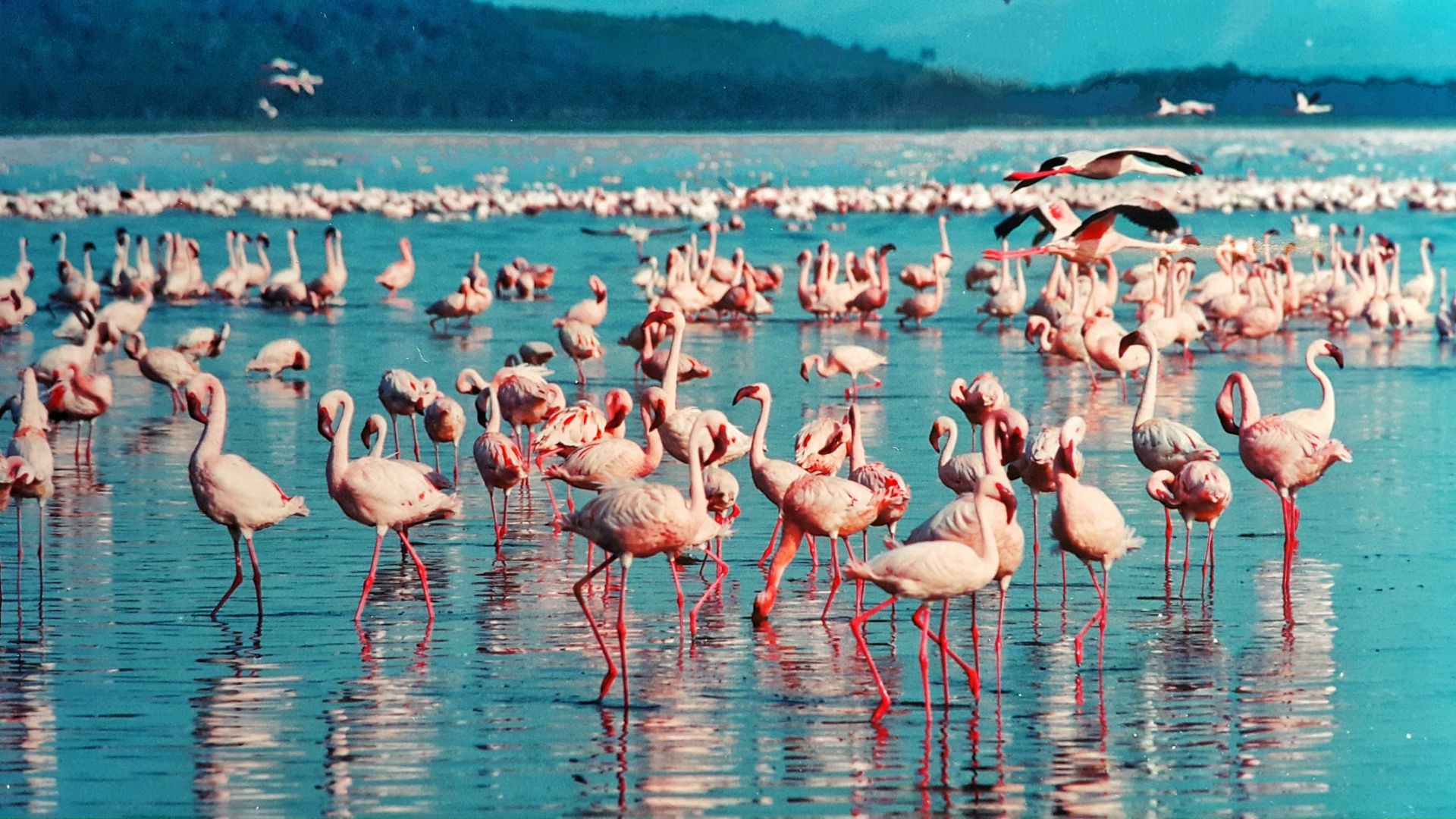 Flamingo MacBook Wallpaper