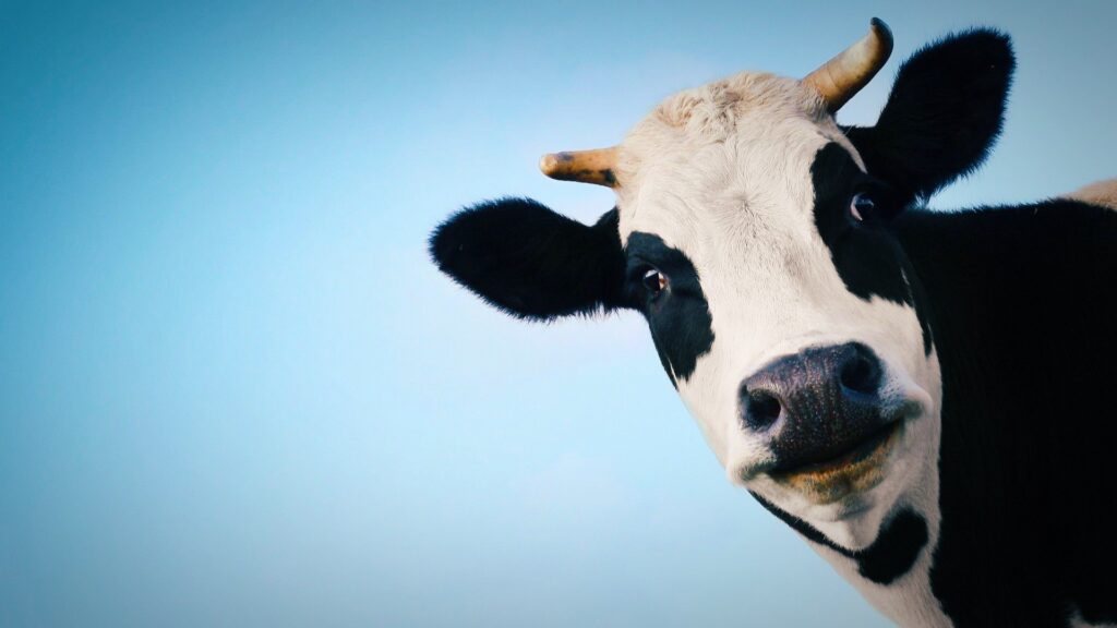 HD Cow Laptop Wallpaper