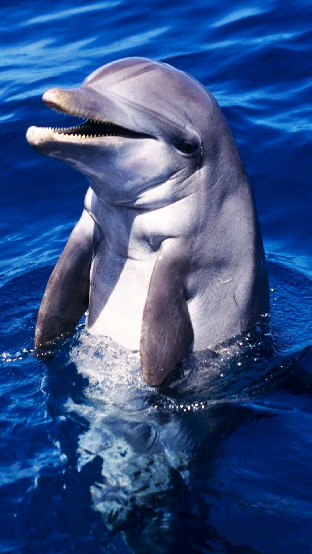 4k Dolphin Wallpaper For iPhone