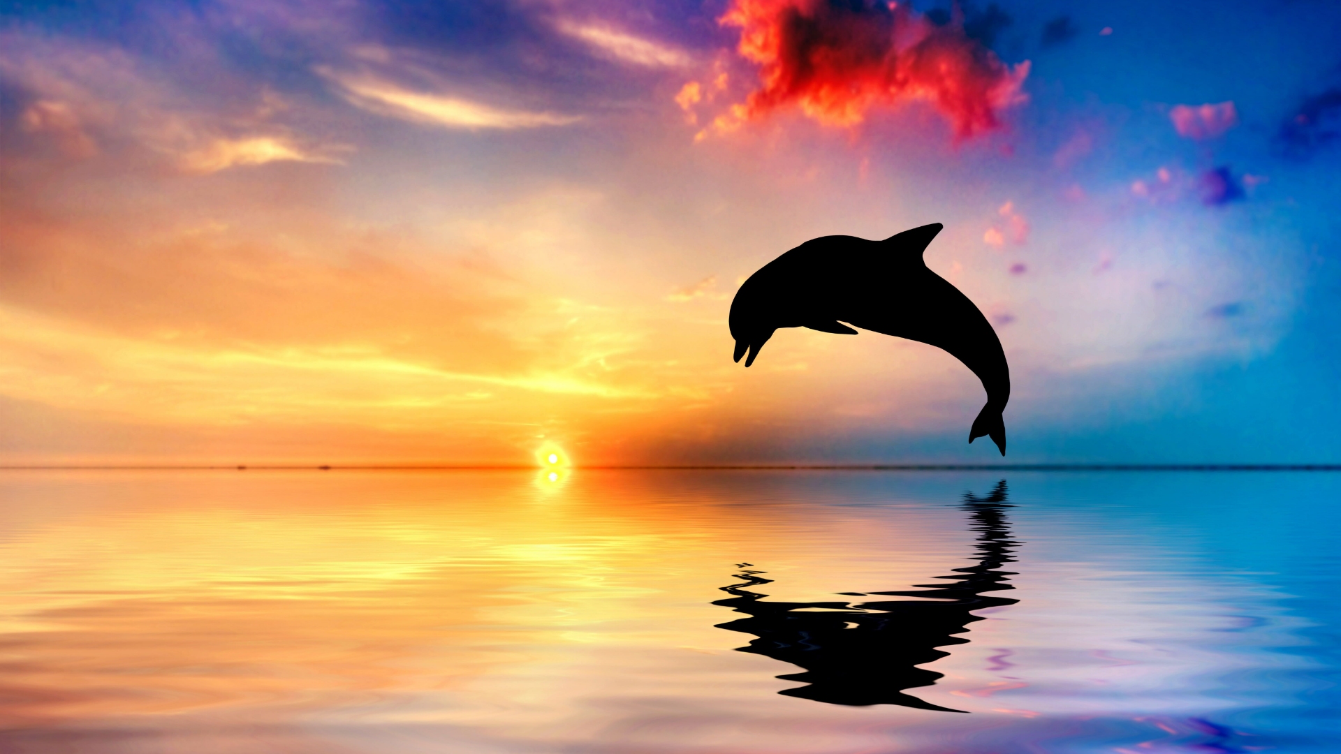 4k Dolphin Wallpaper