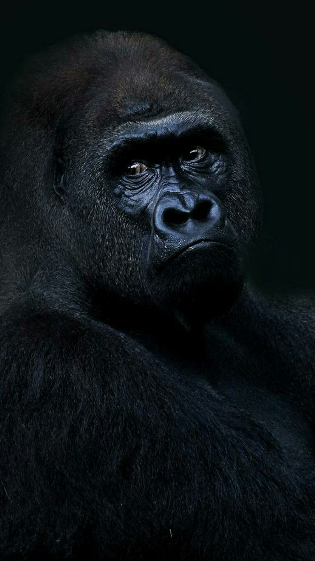 4k Gorilla Wallpaper For Mobile