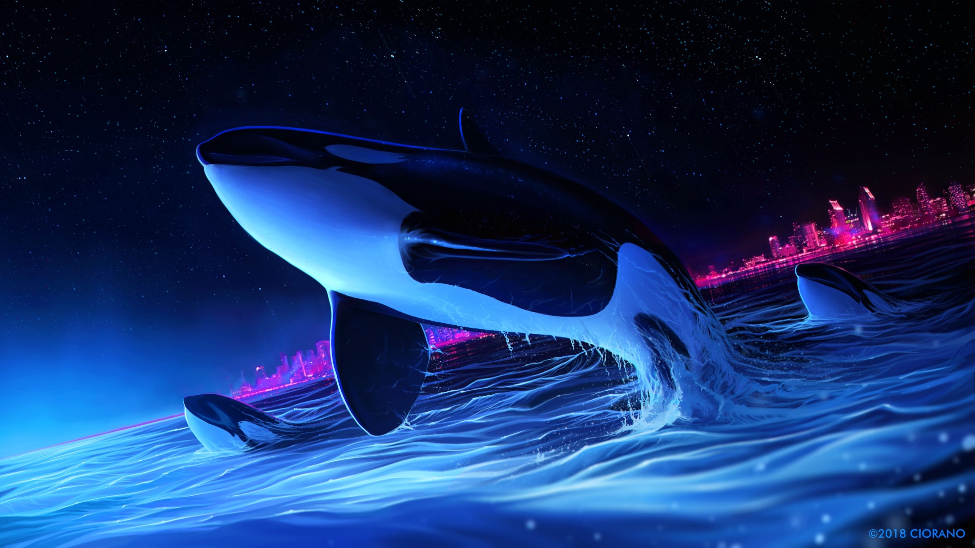 Dolphin 4k Wallpaper