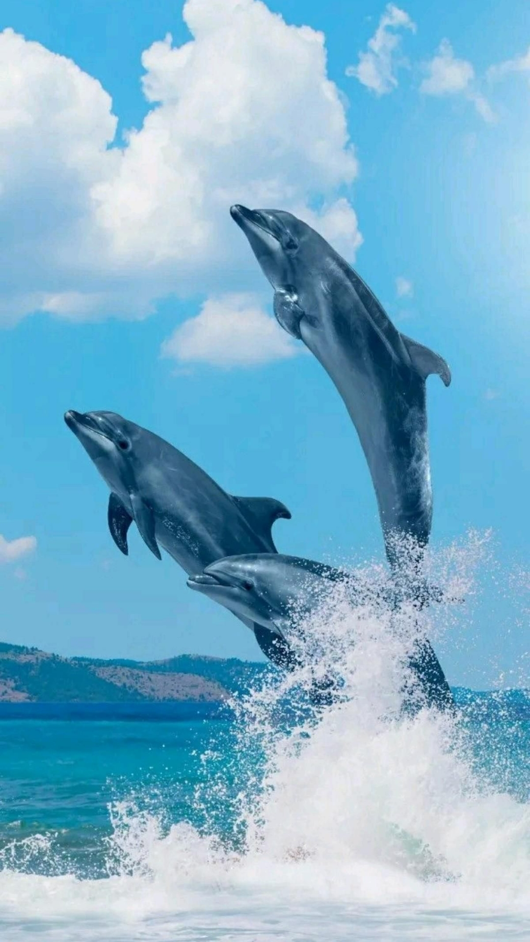 Dolphin Home Screen Wallpaper 4k