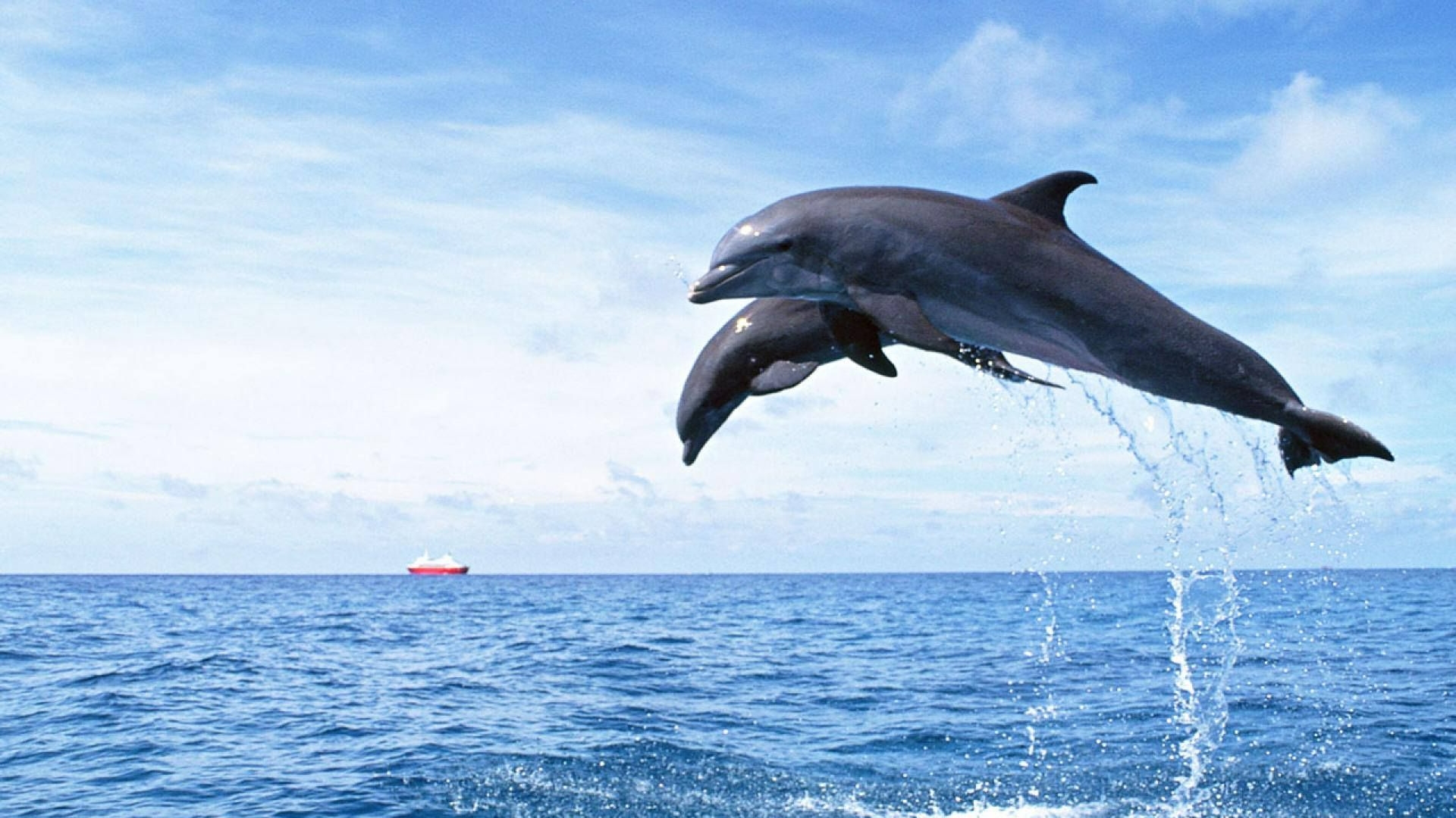 Dolphin Wallpaper 1920x1080 4k