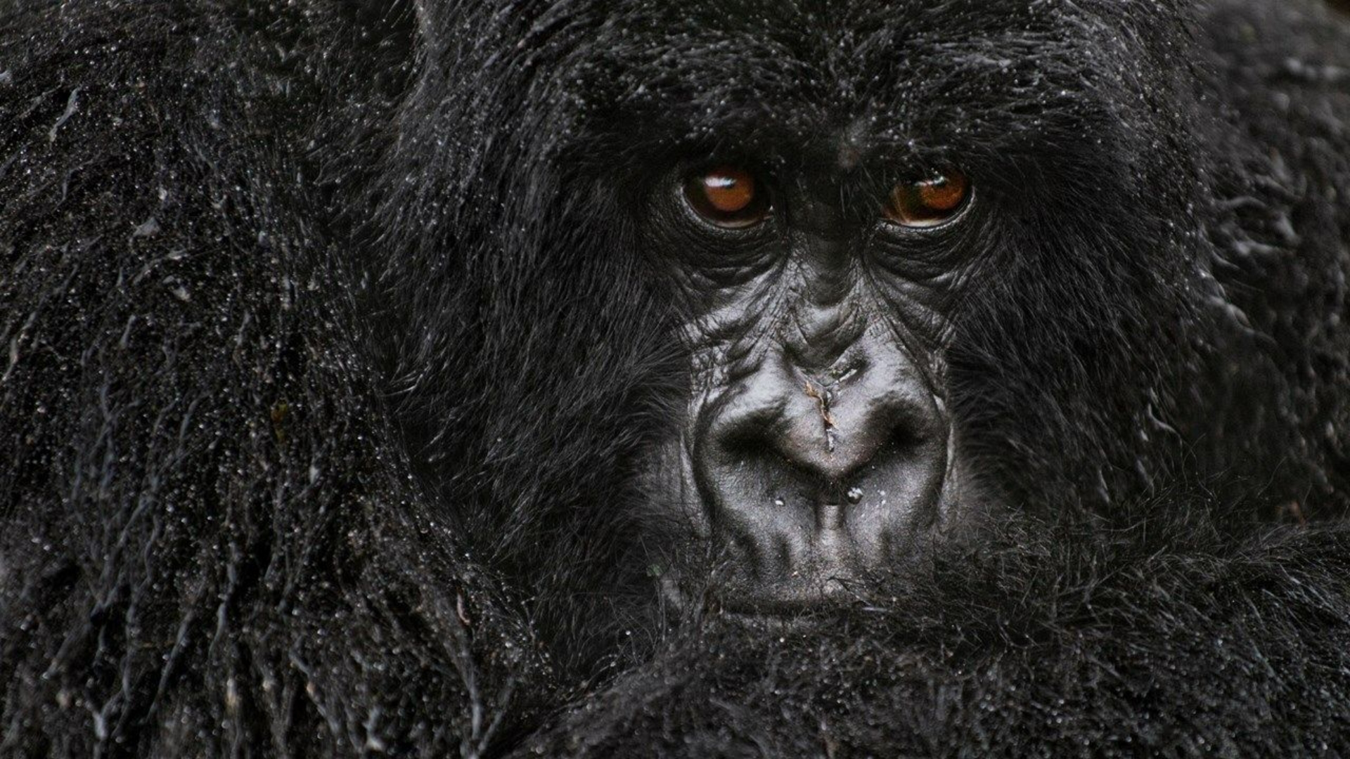 Gorilla Computer Wallpaper 4k