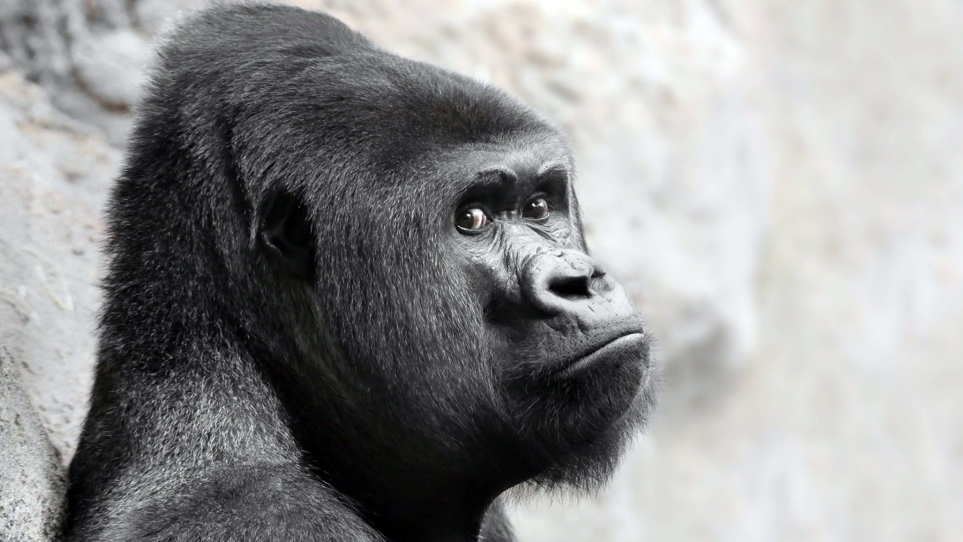 Gorilla Wallpaper 4k For PC