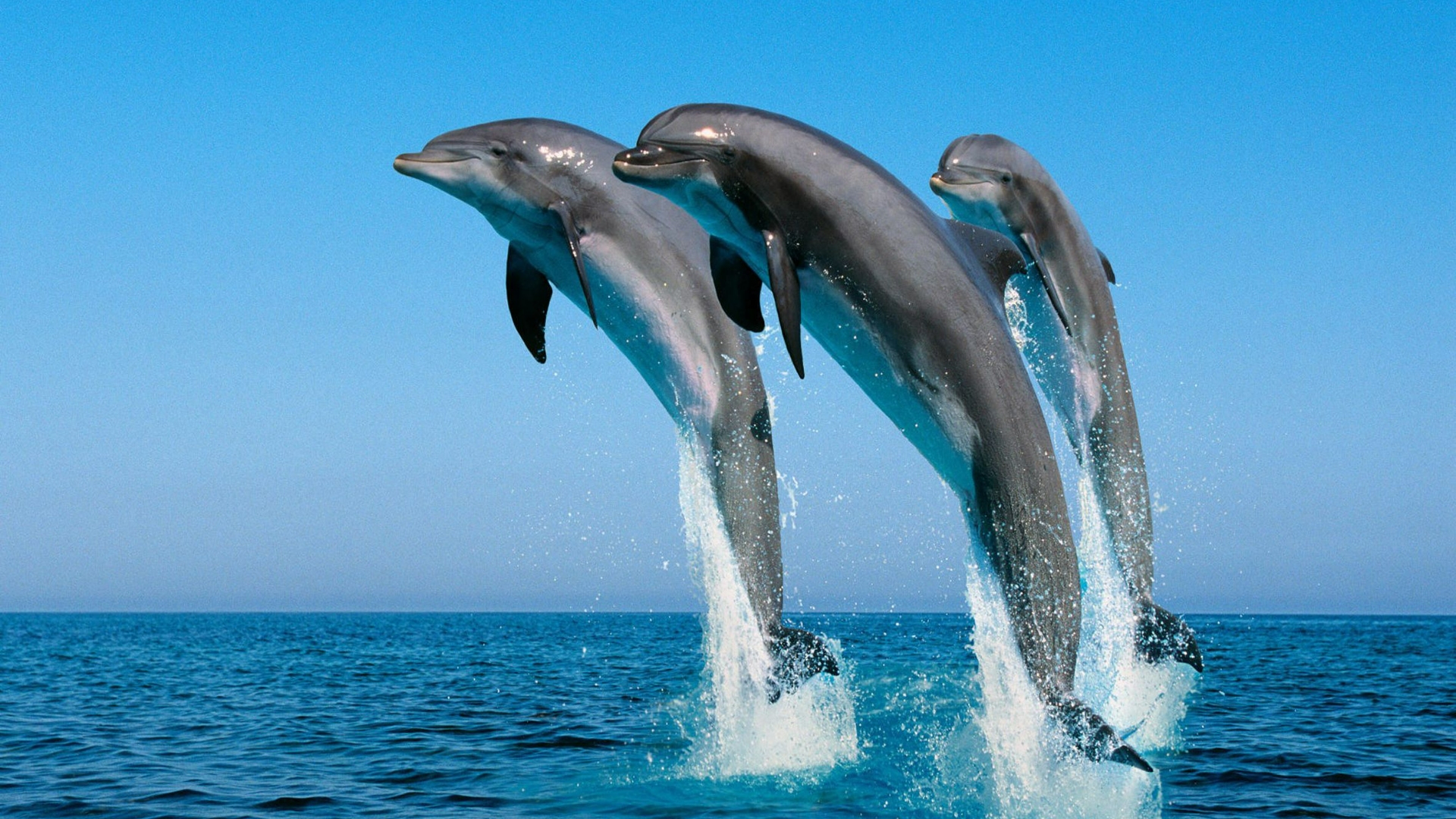 PC Wallpaper 4k Dolphin