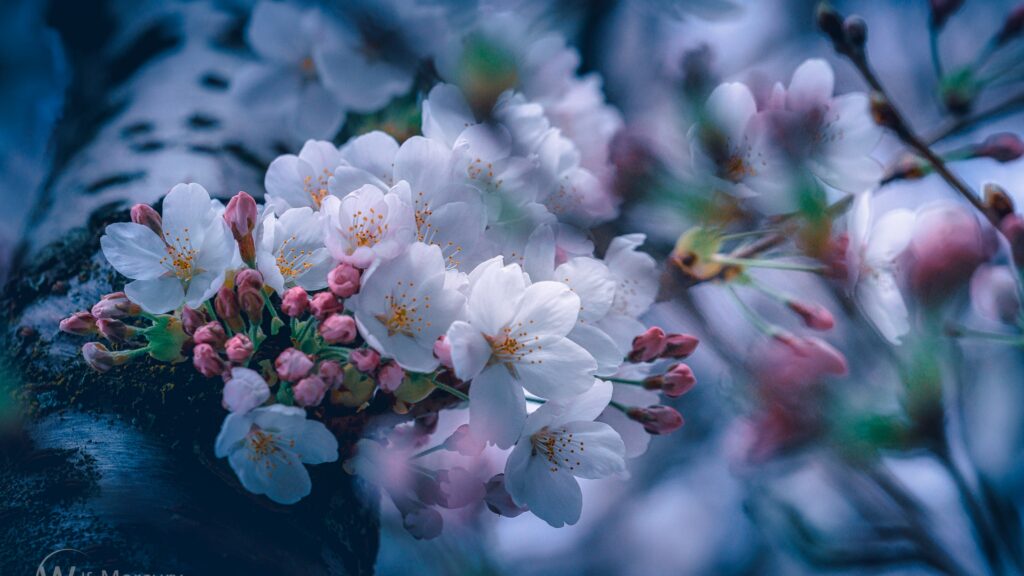 Cherry Blossom 4k Wallpaper