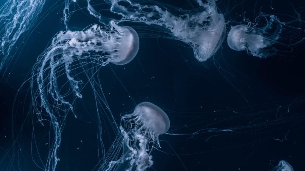 Jellyfish 4k Wallpaper