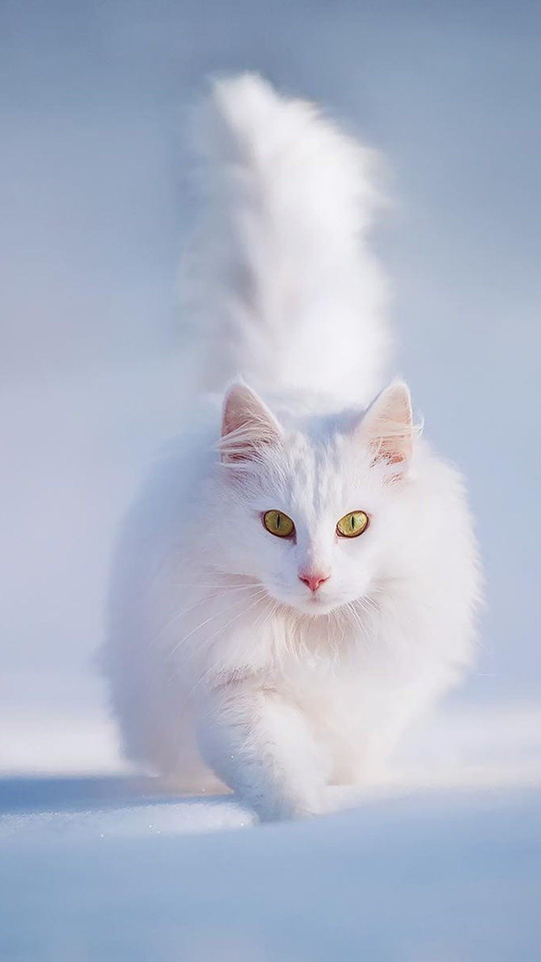 Cat Snow Wallpaper