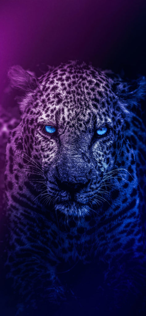 Fondos De Pantallav Lion 4k