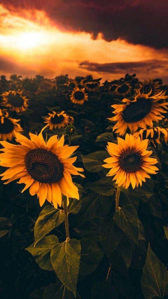 celular fondos de pantalla de girasoles