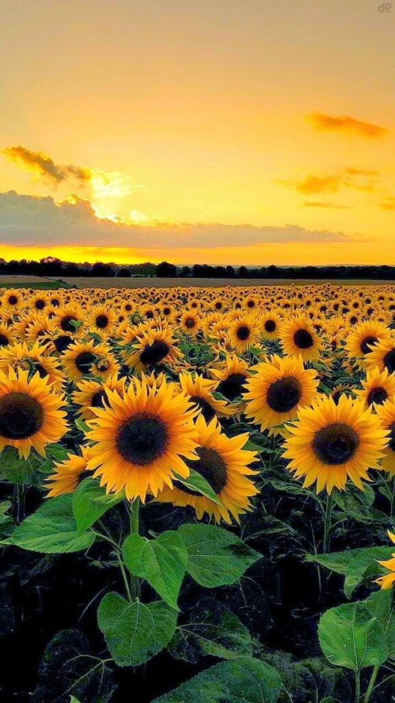 celular fondos de pantalla de girasoles hd