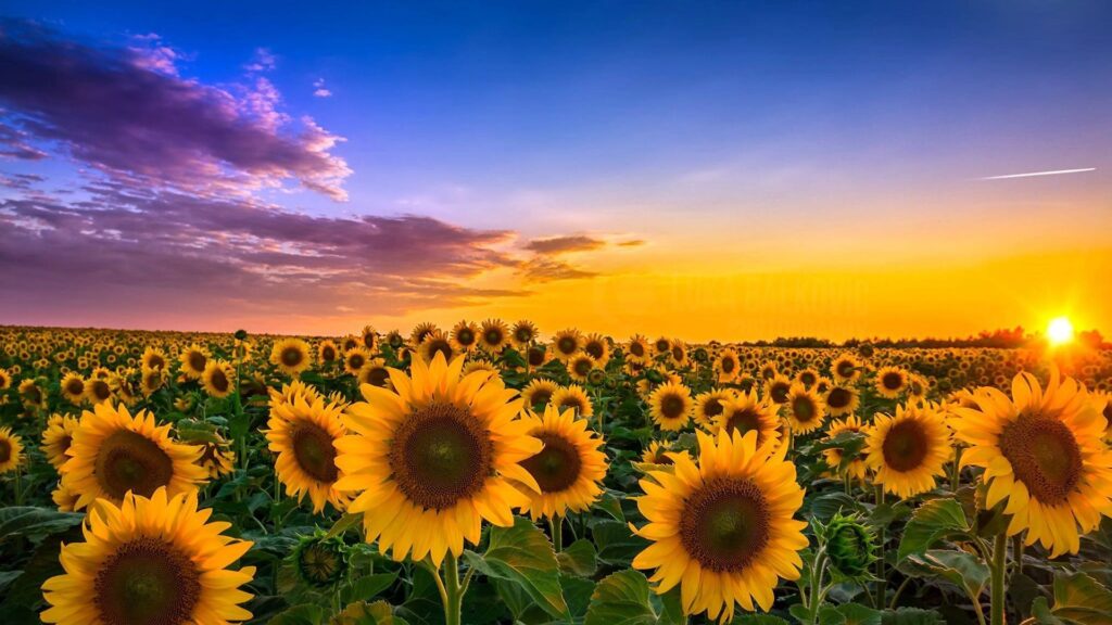 celular fondos de pantalla de girasoles laptop