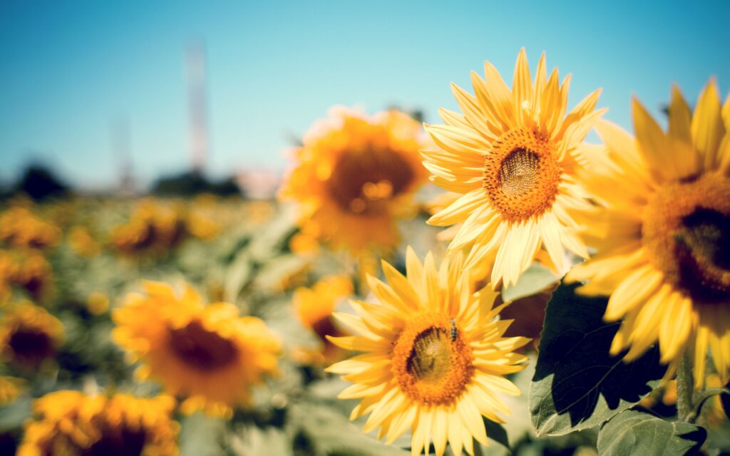 celular fondos de pantalla de girasoles pc