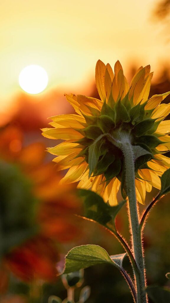 celular fondos de pantalla de girasoles iphone