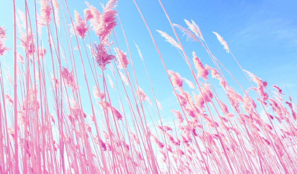 celular fondos de pantalla rosa pastel computadora