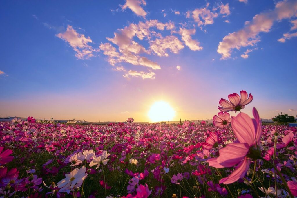 fondos de pantalla flores 4k