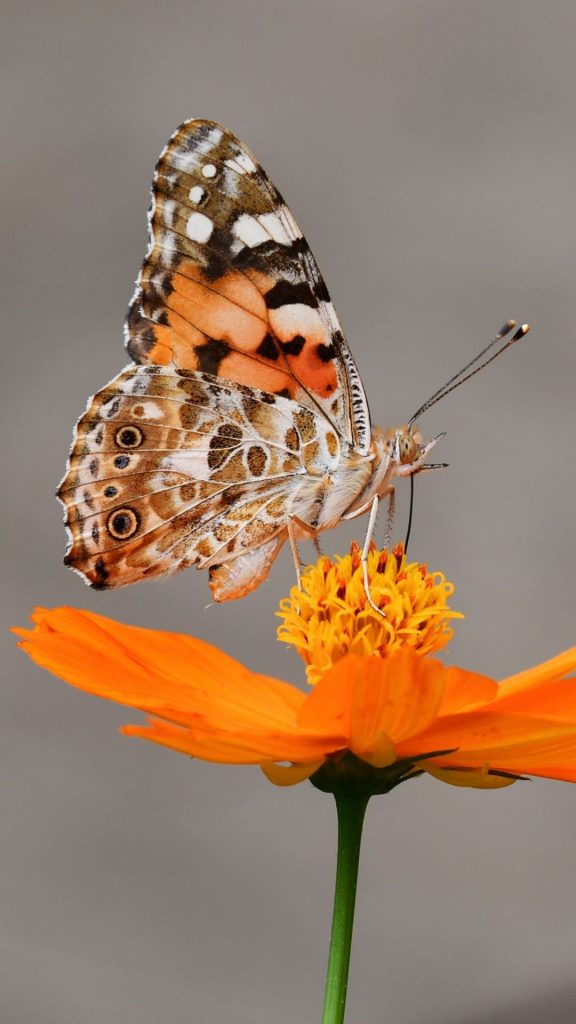 Butterfly iPhone Wallpaper