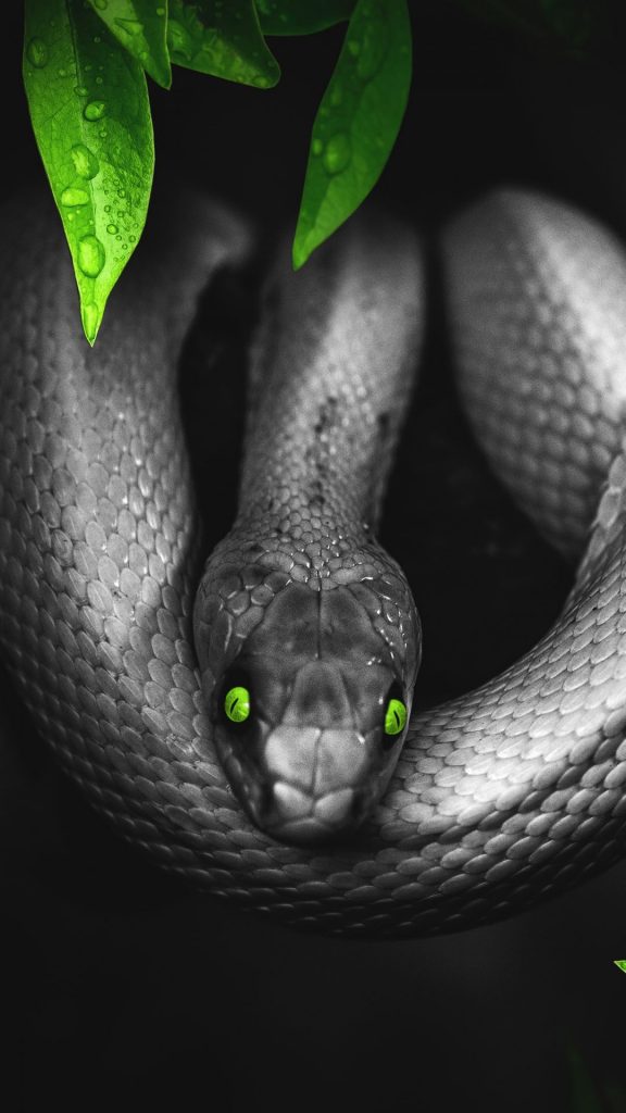 Snake iPhone Wallpaper
