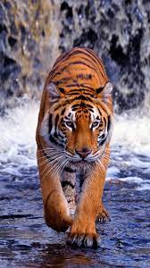 Tiger iPhone 6 Wallpaper
