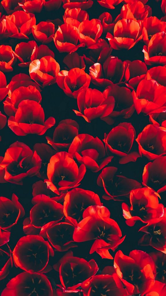 flowers iPhone Wallpaper