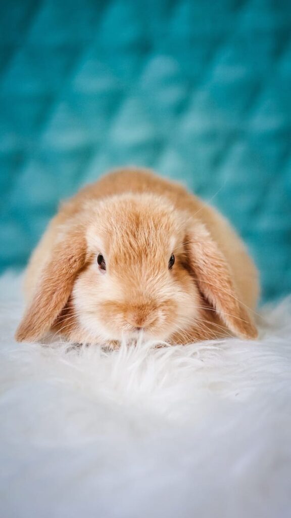 Rabbit iPhone Wallpaper