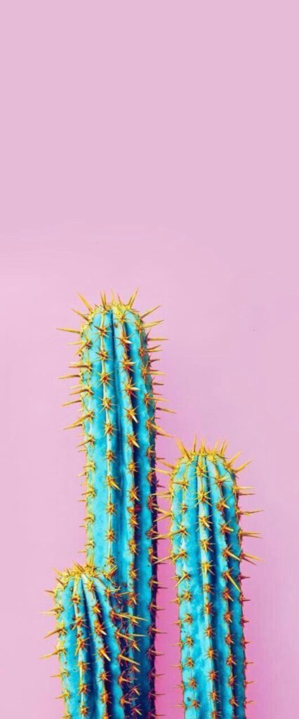 Cactus Wallpaper For iPhone 11
