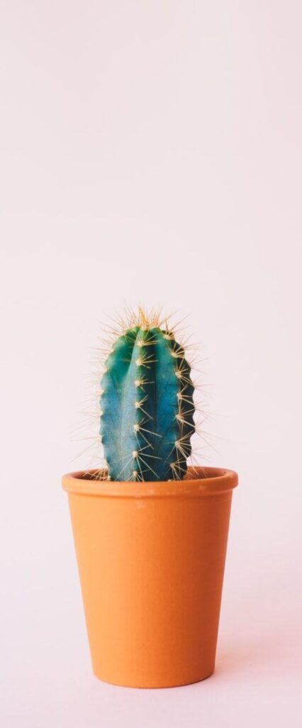 Cactus Wallpaper For iPhone 12
