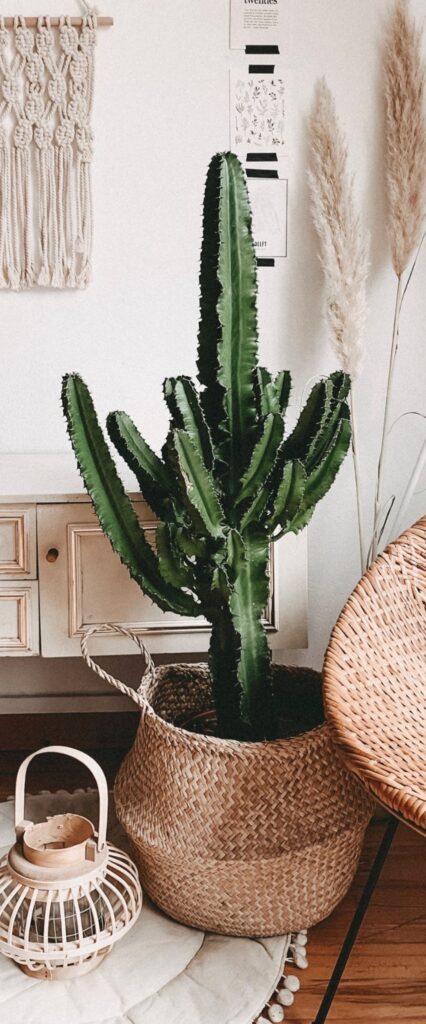 Cactus Wallpaper For iPhone