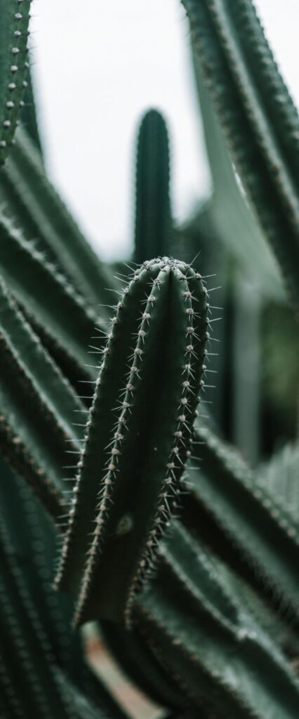 Cactus Wallpaper For iPhone X