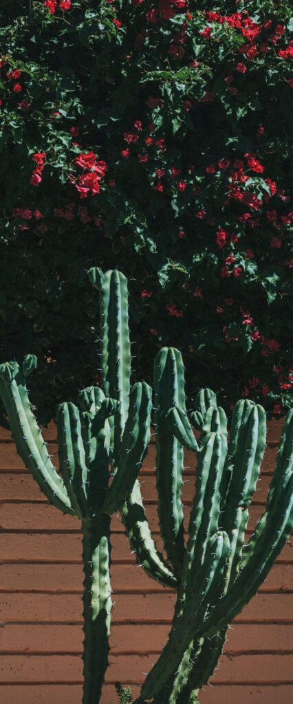 Cactus Wallpaper iPhone