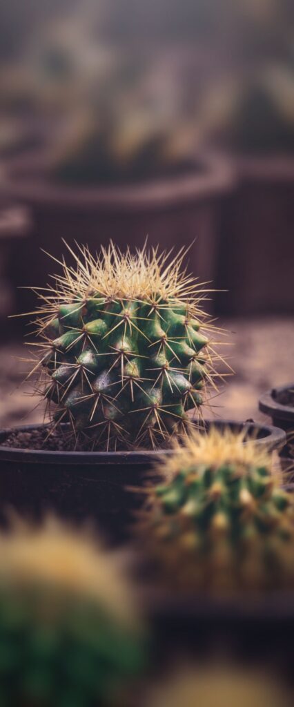 Cactus iPhone Home Screen Wallpaper