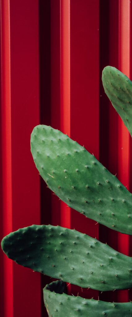 Cactus iPhone Lock Screen Wallpaper