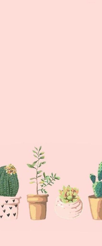 Cactus iPhone Wallpaper 4k