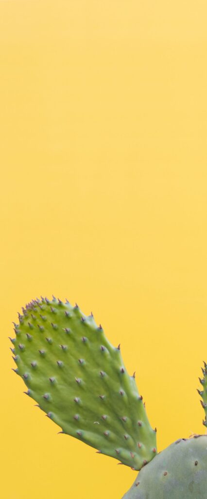 Cactus iPhone Wallpaper HD