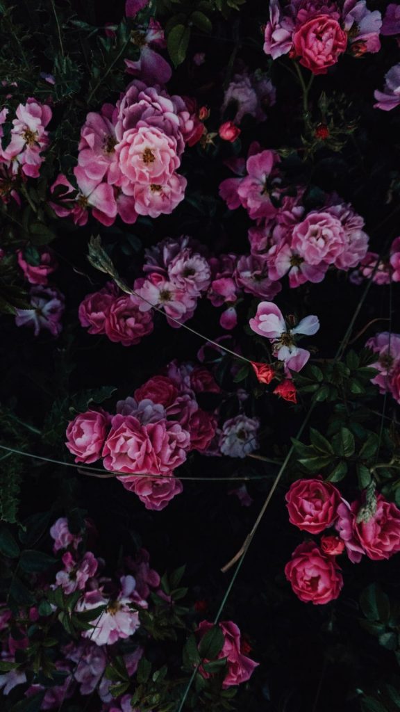 Flowers Photos For Wallpaper