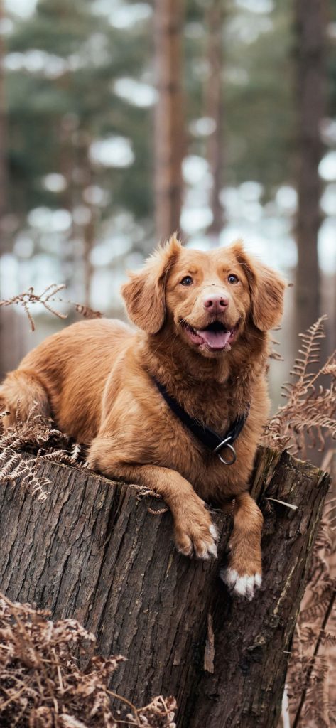 Dog Wallpaper