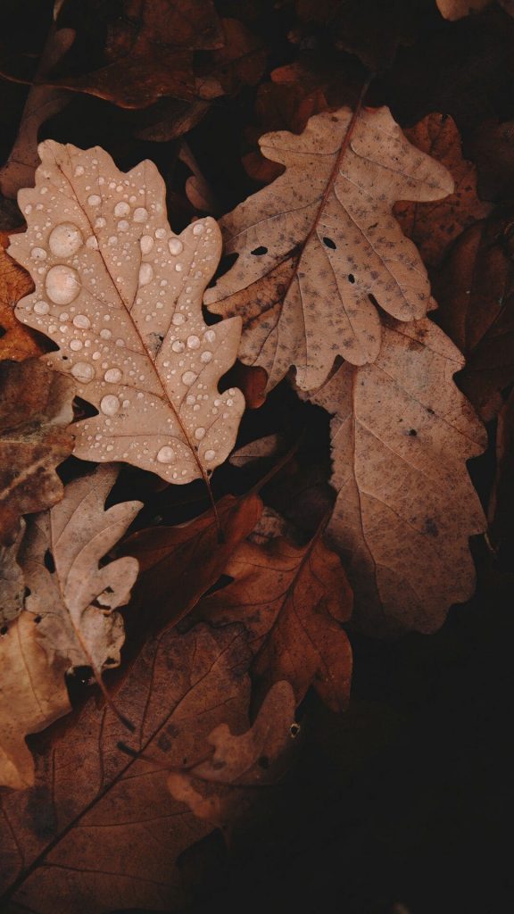 Autumn Wallpaper
