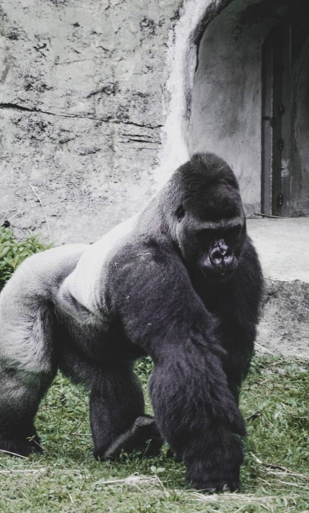 Gorilla Wallpaper
