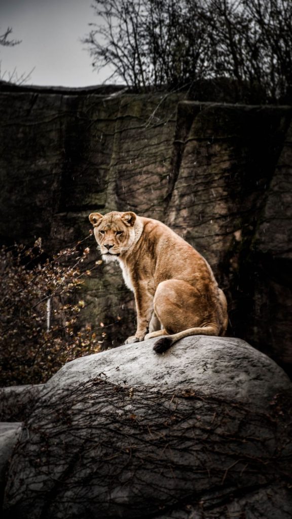 Lion iPhone Wallpaper HD