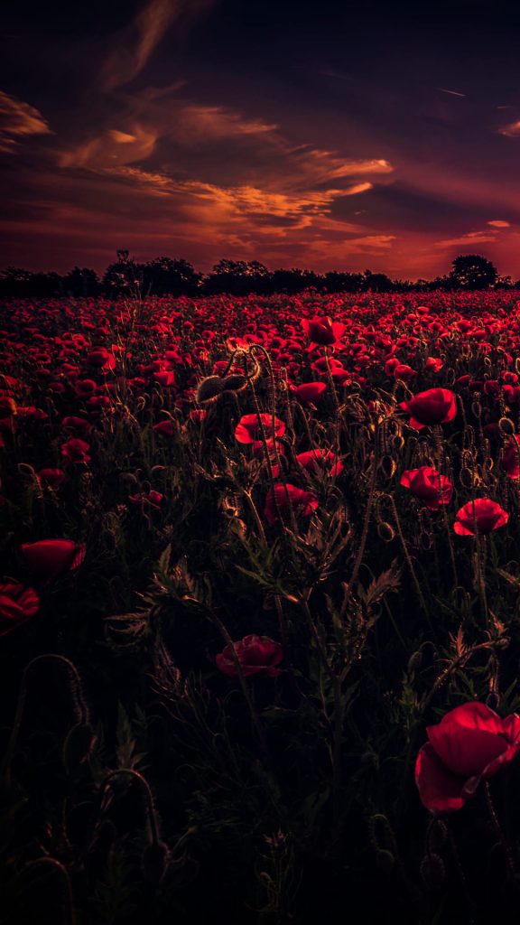 Flowers Wallpaper HD
