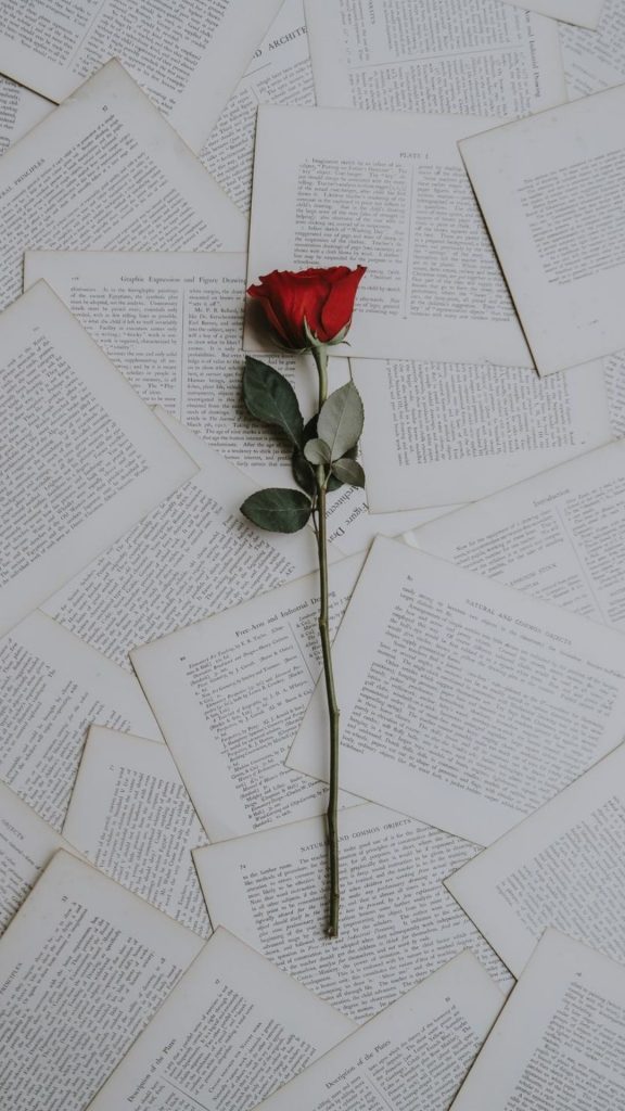 Rose Flower Wallpaper HD