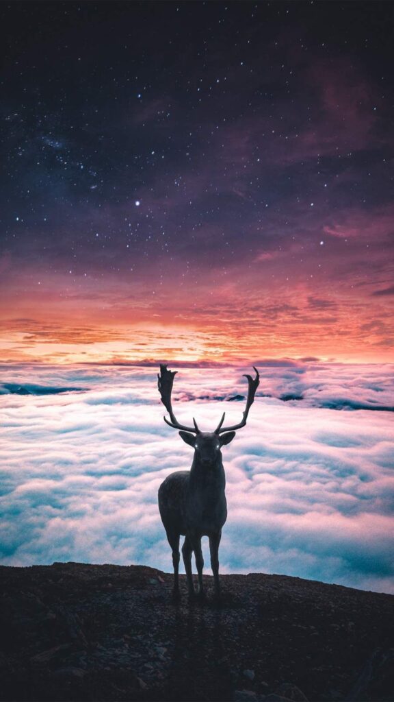Animals Wallpaper