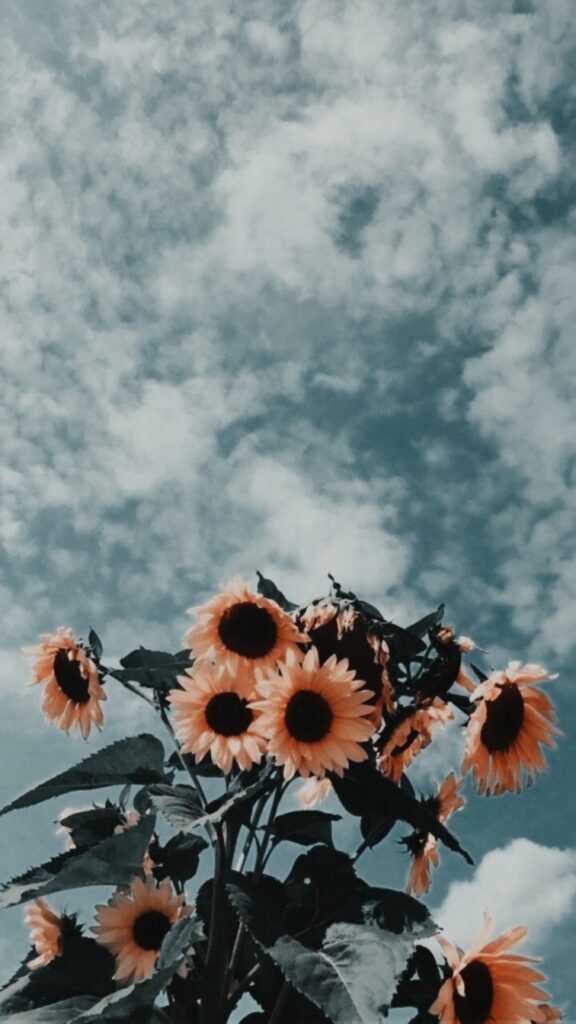 Sunflower Wallpaper