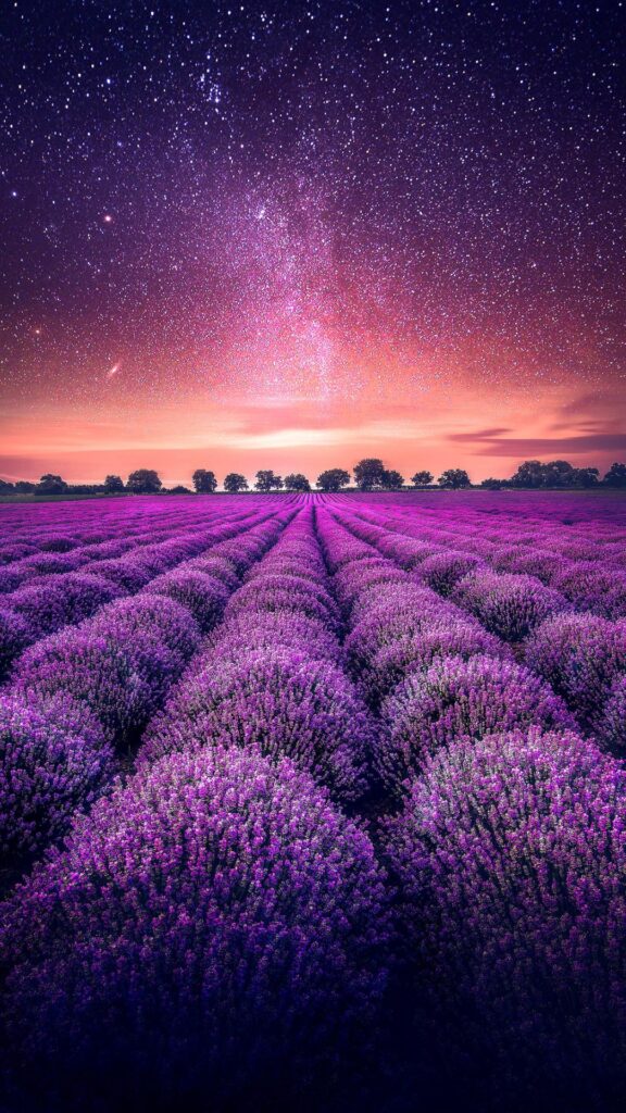 Beautiful Flower Wallpaper