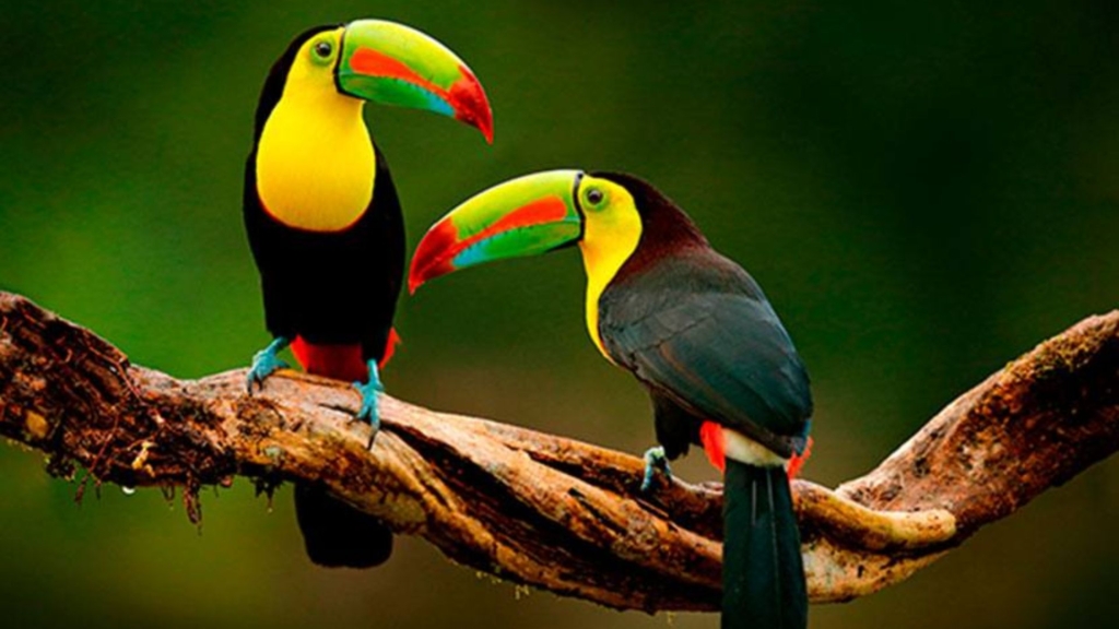 Keel Billed Toucan Wallpaper