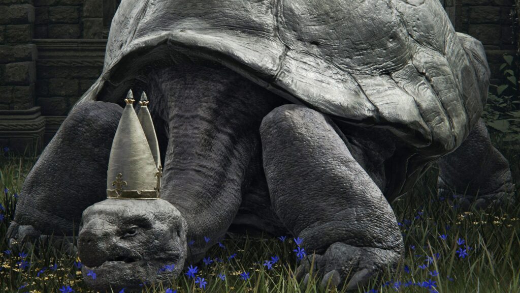 Pope Turtle Backgrounds