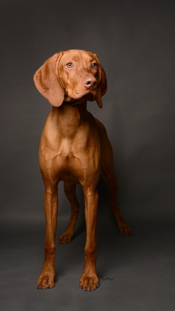 Basset Hound Dog Phone Wallpaper