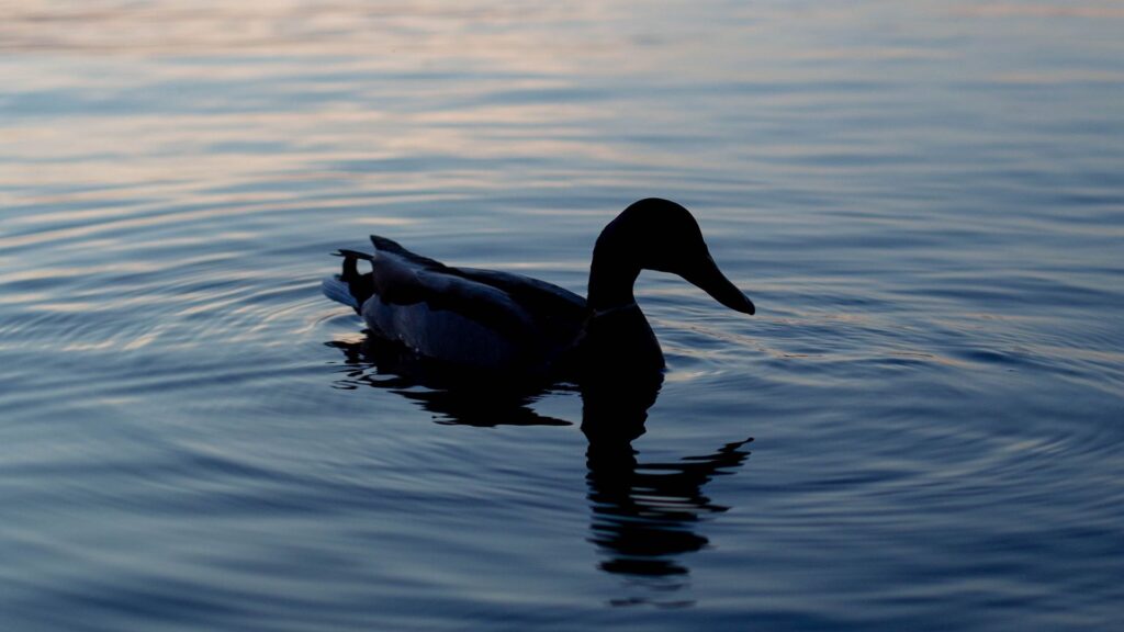 Duck Desktop Wallpaper